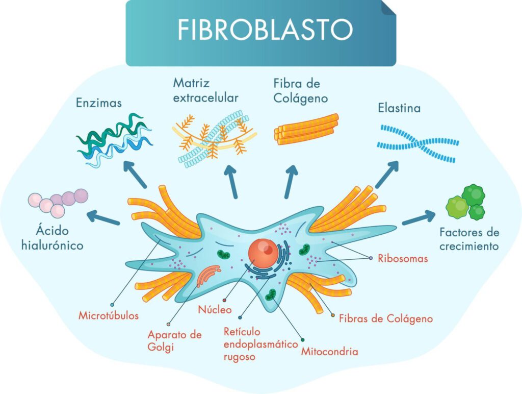 bioestimulacion-cutanea