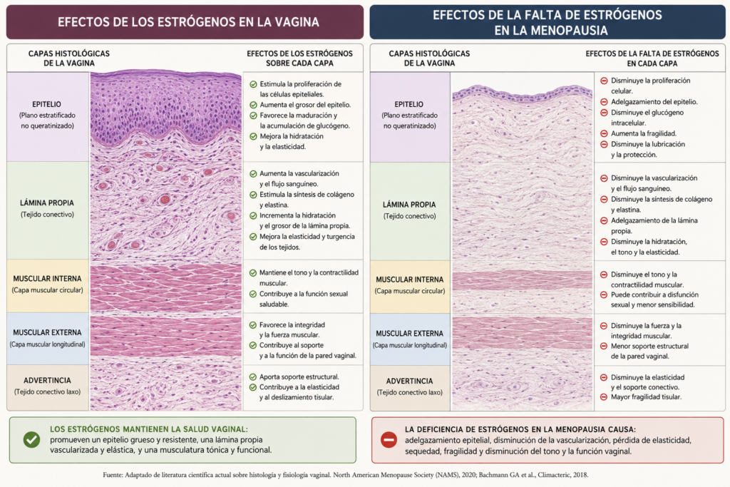 SEQUEDAD VAGINAL EN LA MENOPAUSIA